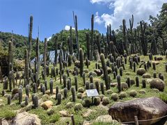 -深圳仙湖植物园