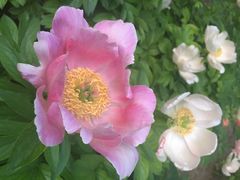 iphone_upload_pic-景山公园