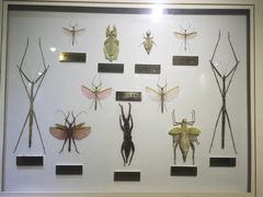 上海昆虫博物馆-上海昆虫博物馆