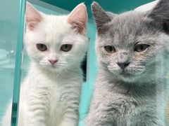 -猫宠乐园·专业洗护