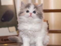 -小猫来了·猫舍(红山六九七九店)