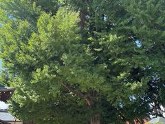 -医王山·飞騨国分寺