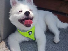 -爱宠屋pet shop·宠物洗澡·宠物美容