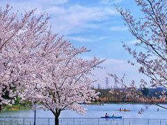 -顾村公园