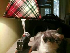 android_upload_pic-猫色咖啡·猫咖