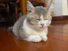 -babydoll猫舍·米努特·德文·缅因(久光中心店)