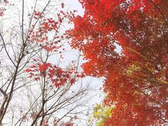 -南京禄口机场雅高铂尔曼大酒店