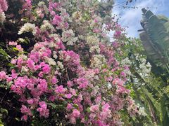 -深圳国际园林花卉博览园