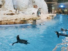 -帝企鹅自助餐厅•儿童岛•真企鹅(长隆企鹅酒店)