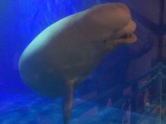 -大连圣亚海洋世界
