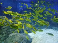 -烟台海昌鲸鲨海洋公园