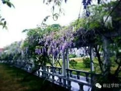 -宿迁学院
