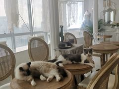 -共舞时光猫咖·狗咖(新街口店)