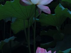-莫催咖啡