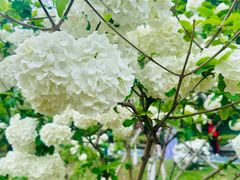 -重庆平顶山公园