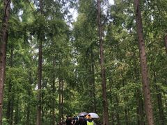 -黄海国家森林公园