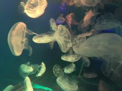 -左海海底世界