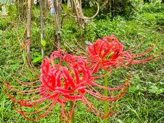 -广州神农草堂中医药博物馆