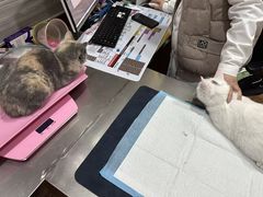 -瑞派名望志远动物医院·猫科·內科·异宠专科(直港大道店)