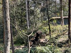 -中国大熊猫保护研究中心雅安碧峰峡基地