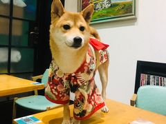 -猫色咖啡·猫咖