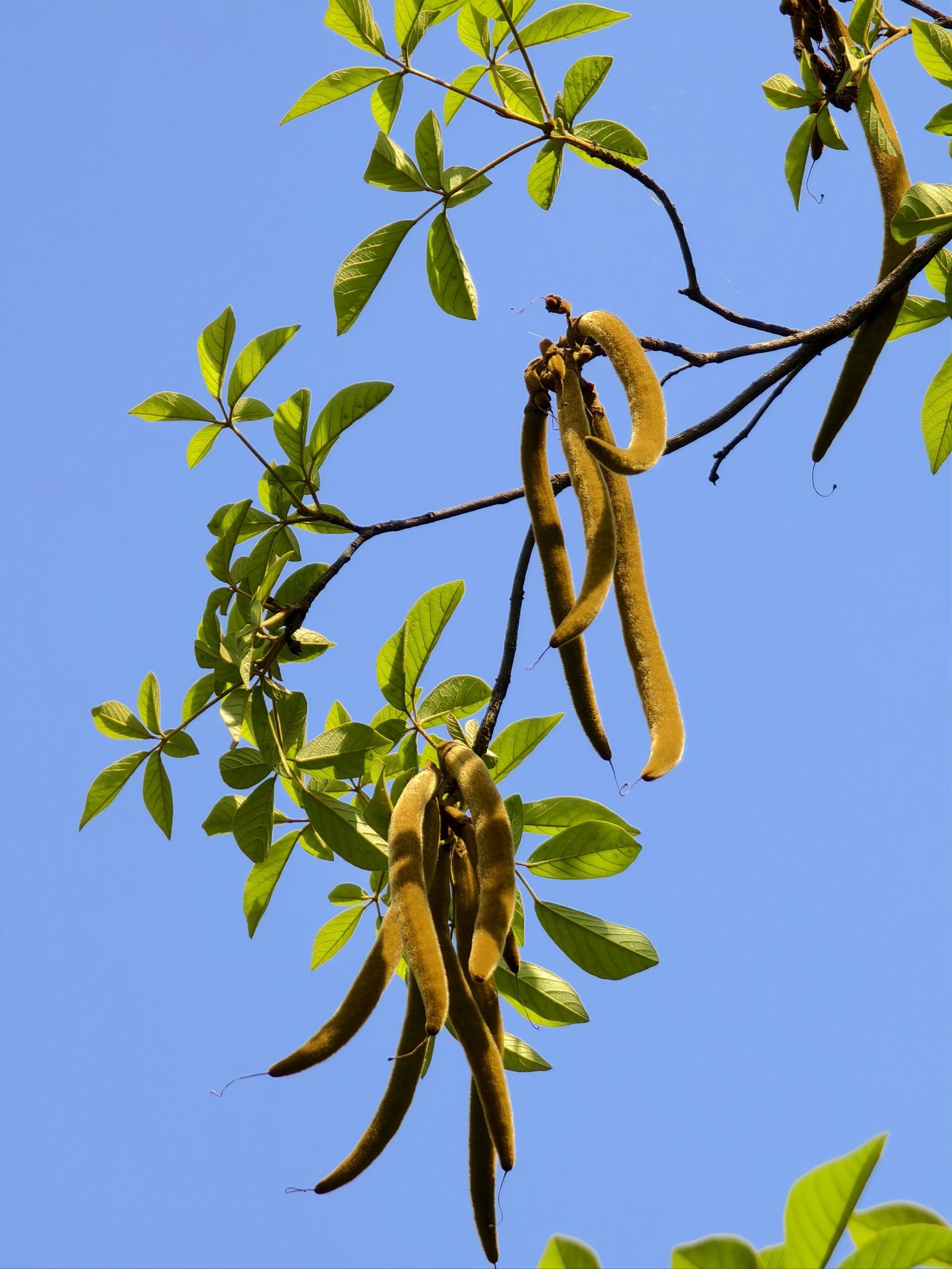 看黄花风铃木果实