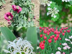 -国家植物园南园