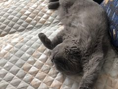-猫大福·Fortune Cat猫舍(百子湾店)
