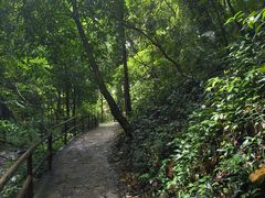 -莫里热带雨林景区