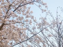 -高东镇樱花园