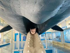 -上海海洋大学鱼文化博物馆(军工路校区)