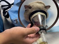 -小叮当动物医院·骨科·眼科