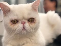 -猫小院猫主题咖啡厅(北锣店)