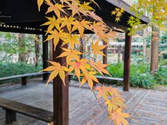 -东平国家森林公园
