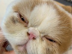 -Heymao猫咖.咖啡厅(东门店)
