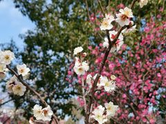 -上海佘山国家森林公园天马山园