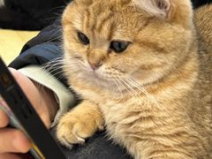 -有喵·猫咖·狗咖·40+猫狗有小奶狗(岗厦店)