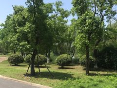 -贡湖湾湿地公园