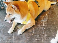 -宠颐生斯嘉宠物医院·急重症·心内科(谷阳北路分院)