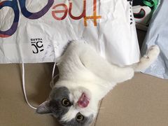 -瑞派宠物医院(搏威敦和院)