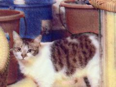 -瑞鹏宠物医院·骨科·猫科·内科(第一中心)