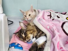 -达爱动物医院·犬猫分区·CT·复杂眼科(远洋山水分院)