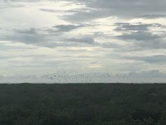 -北海金海湾红树林生态旅游区