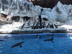 -帝企鹅自助餐厅•儿童岛•真企鹅(长隆企鹅酒店)