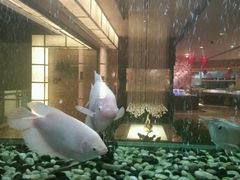 -厦门悦华酒店·绿庭主题自助餐厅