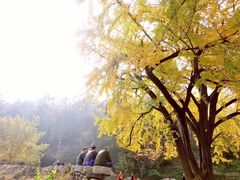 -千年银杏谷文化旅游区