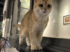 -咖法森林·咖啡  酒吧(天河店)