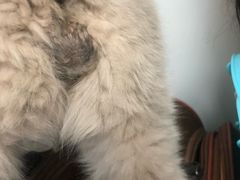 -达爱动物医院·犬猫分区·CT·复杂眼科(远洋山水分院)