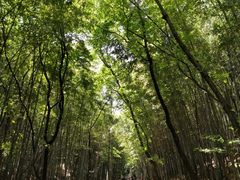 -穹窿山景区