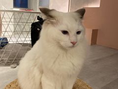 -猫儿山۰猫主题餐厅